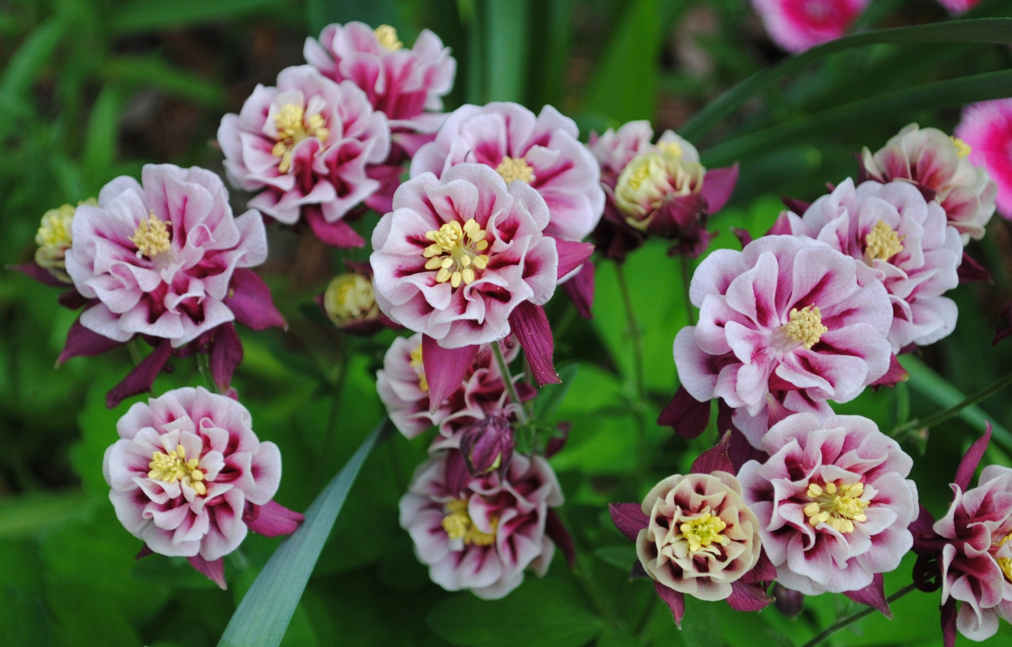 Превью изображения