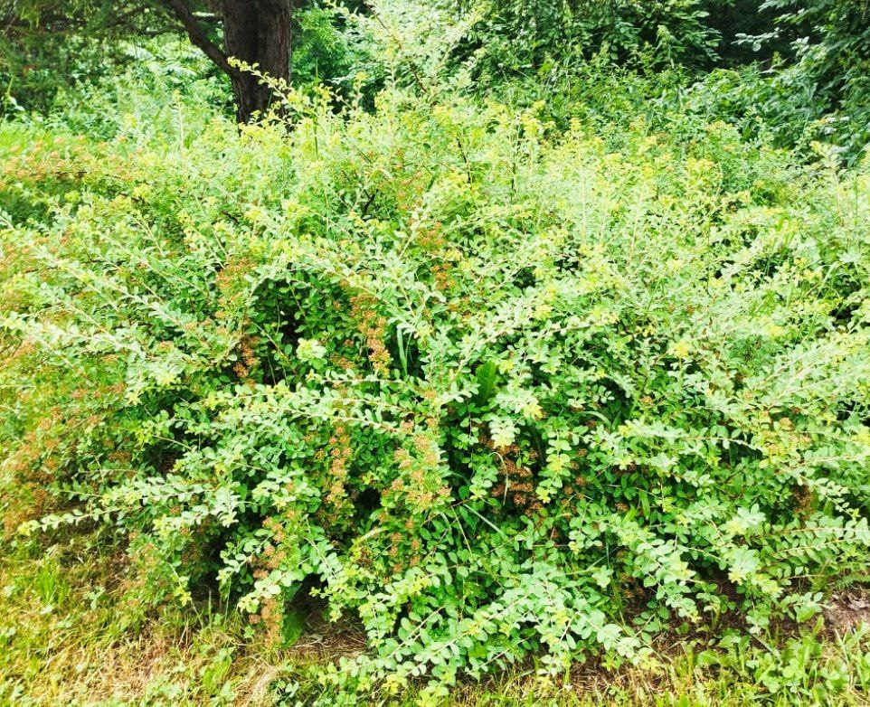 Превью изображения