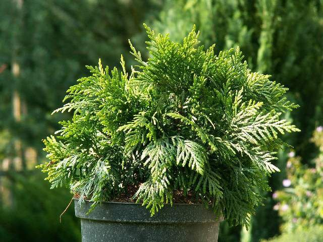 Превью изображения