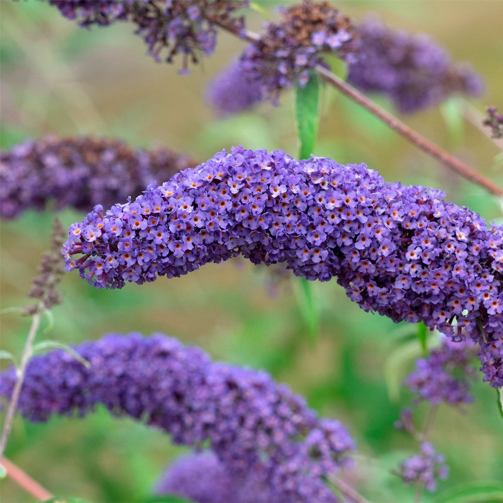 Превью изображения