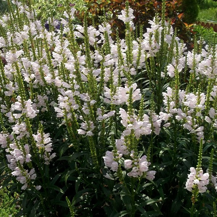 Превью изображения