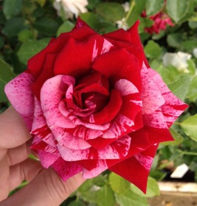 Превью изображения