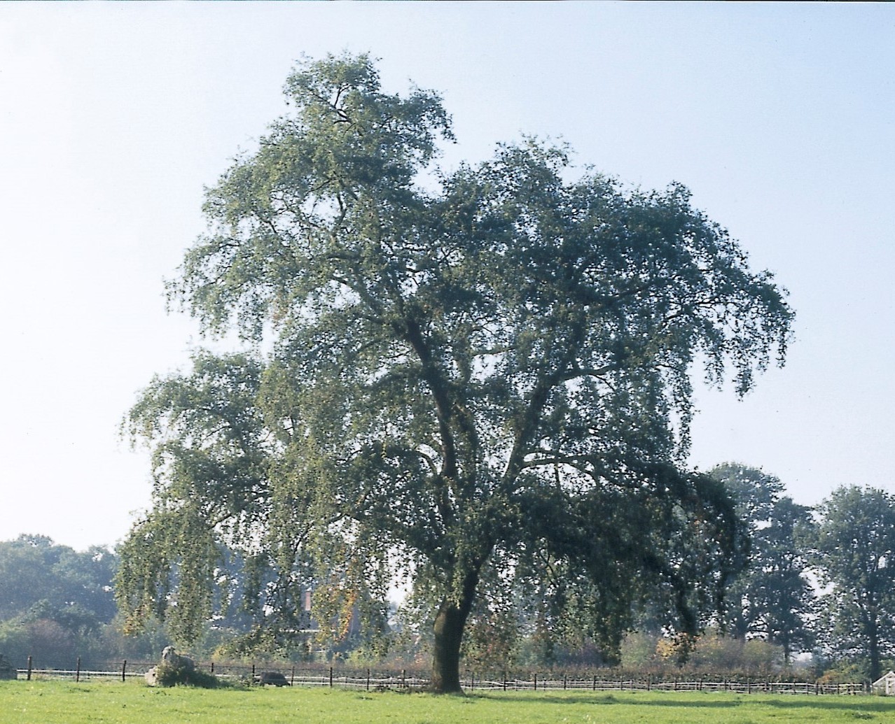 Превью изображения