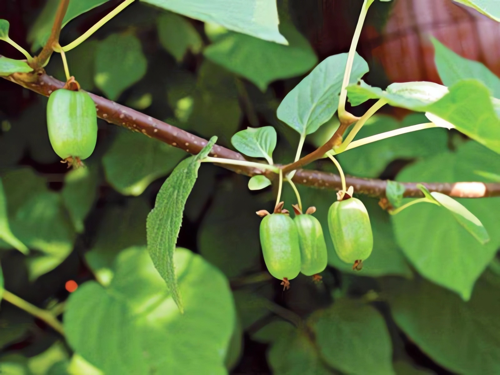 Превью изображения