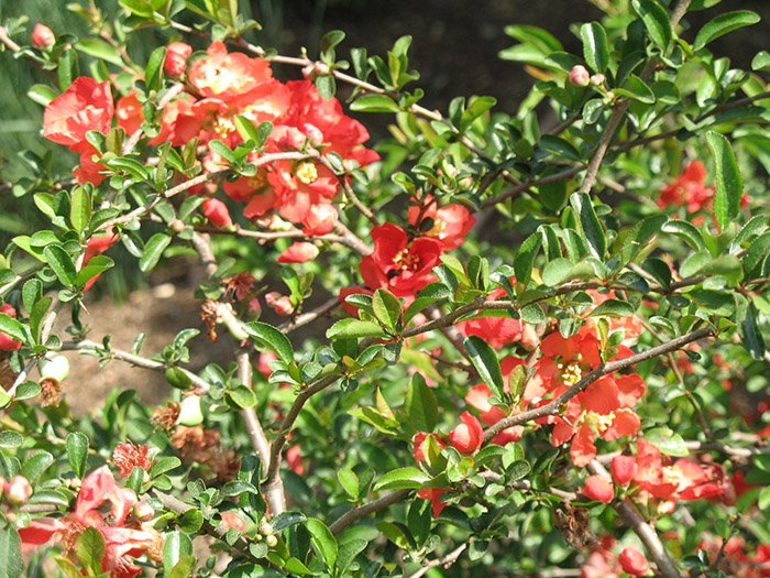 Превью изображения