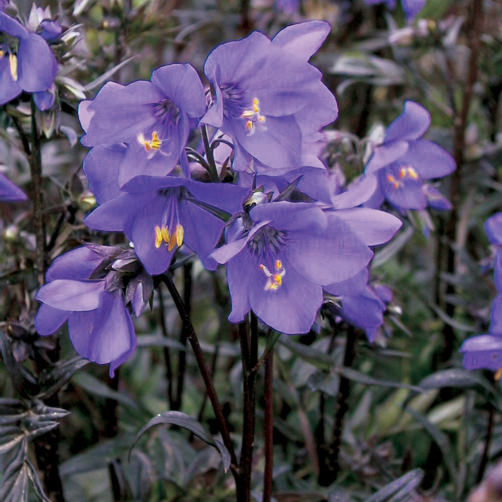 Превью изображения