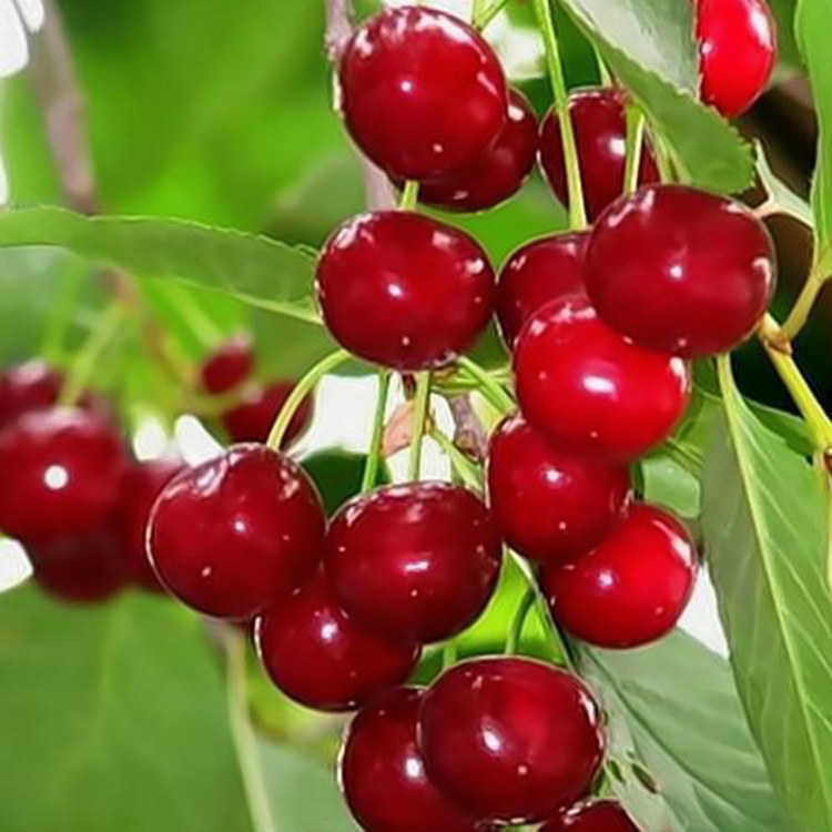 Превью изображения