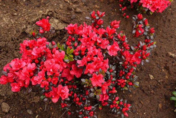 Превью изображения