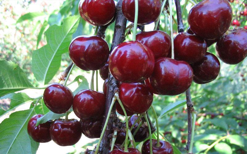 Превью изображения