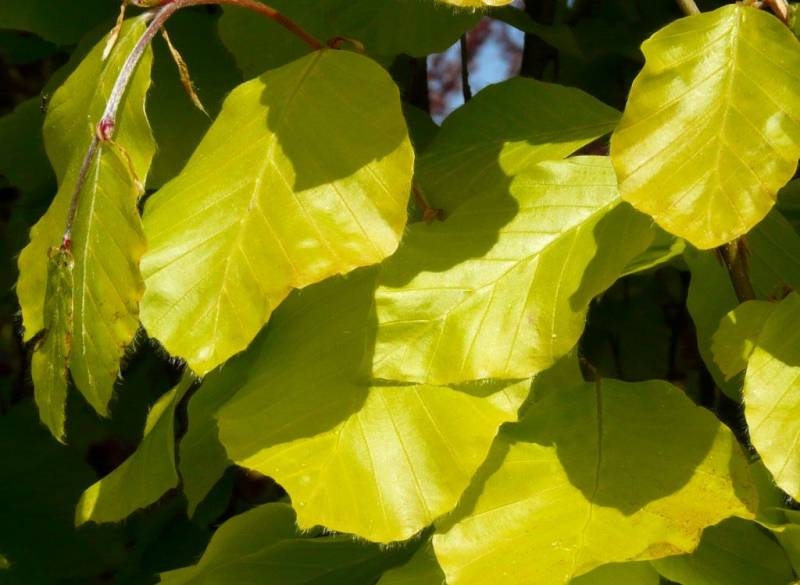 Превью изображения