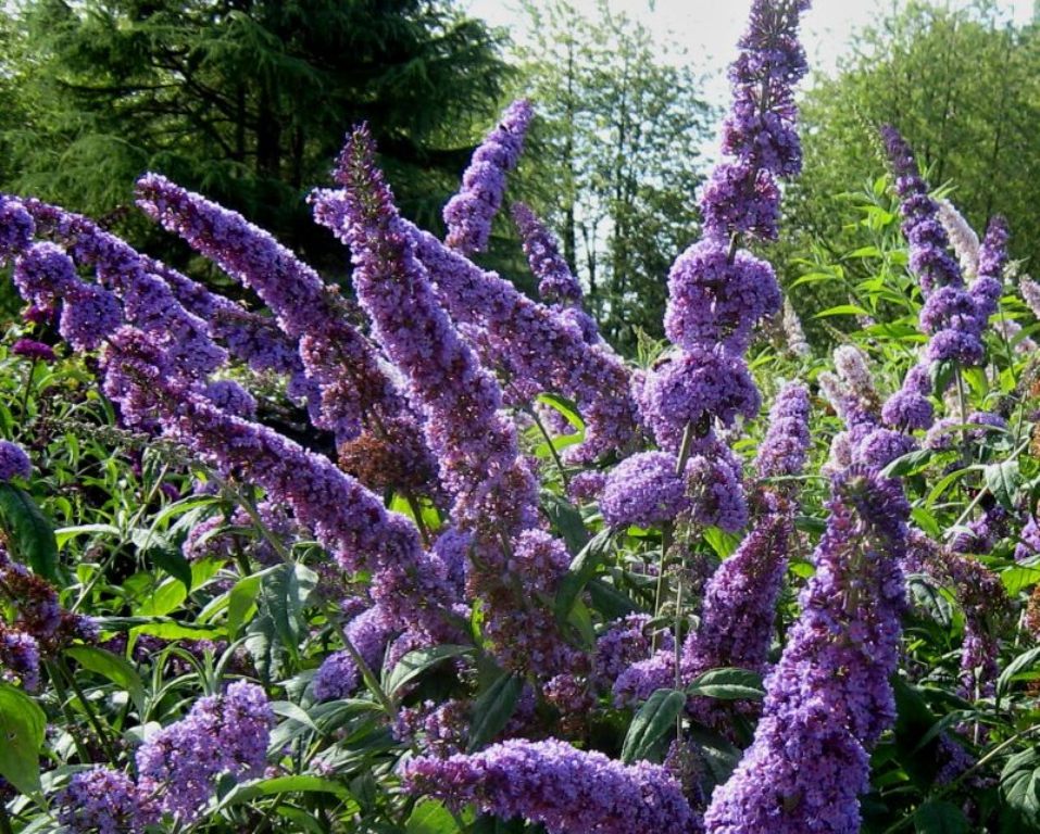 Превью изображения