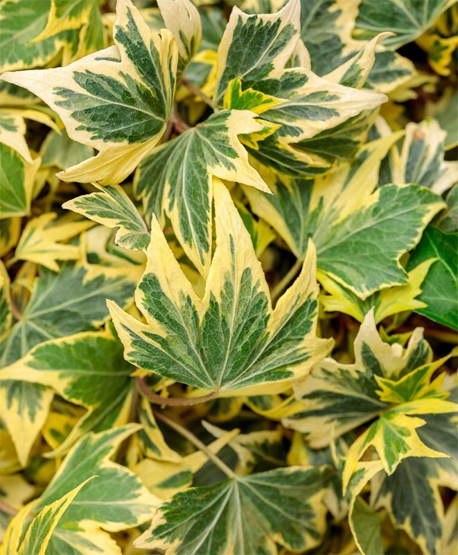 Превью изображения