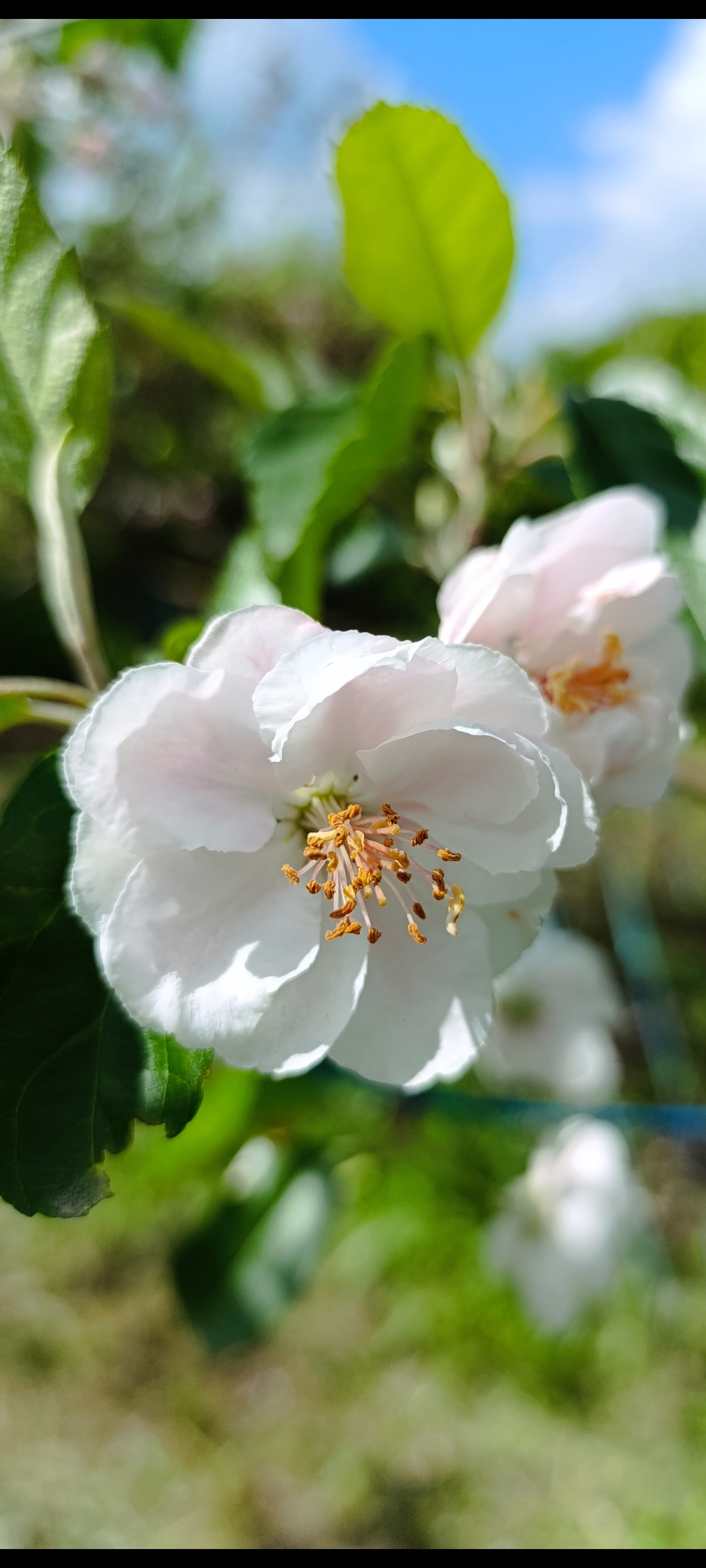 Превью изображения