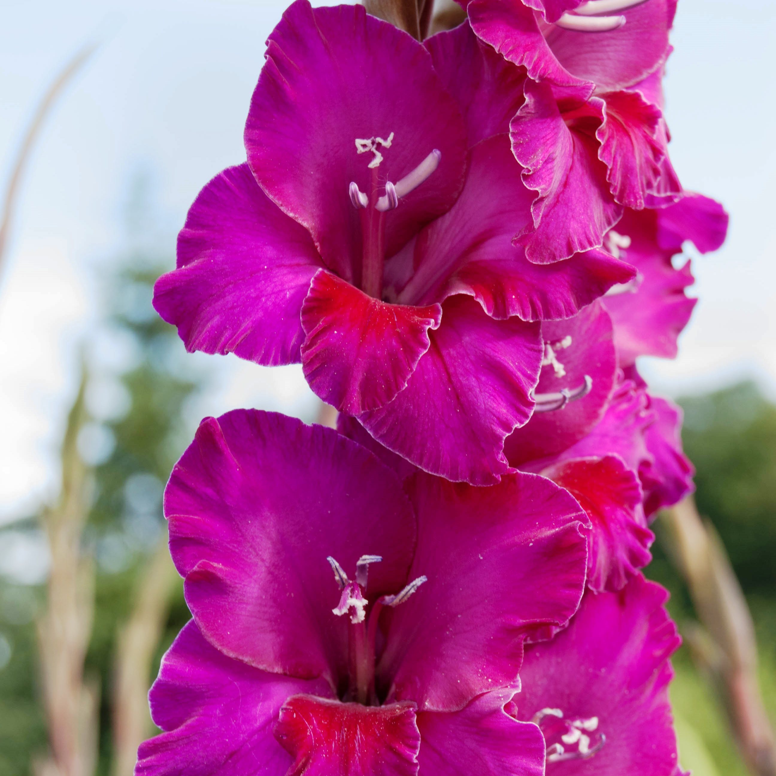 Превью изображения