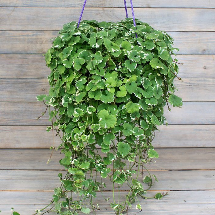 Превью изображения