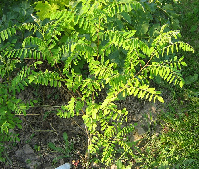 Превью изображения