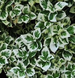 Превью изображения