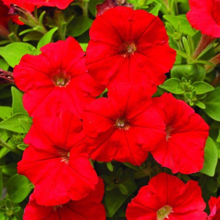 Превью изображения