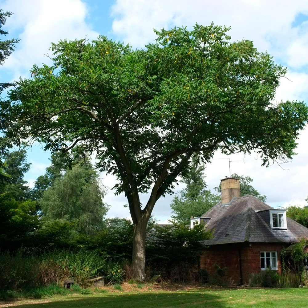 Превью изображения