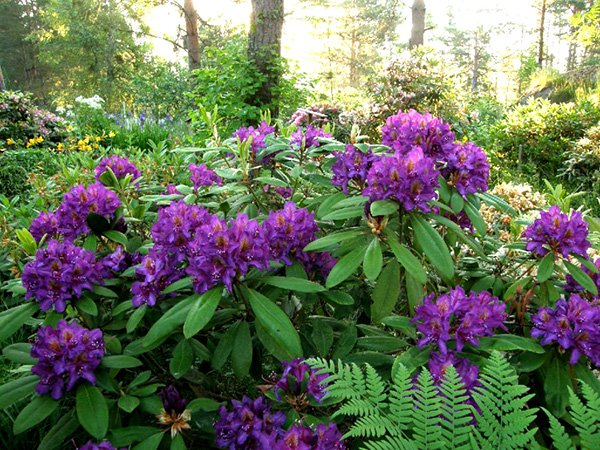 Превью изображения