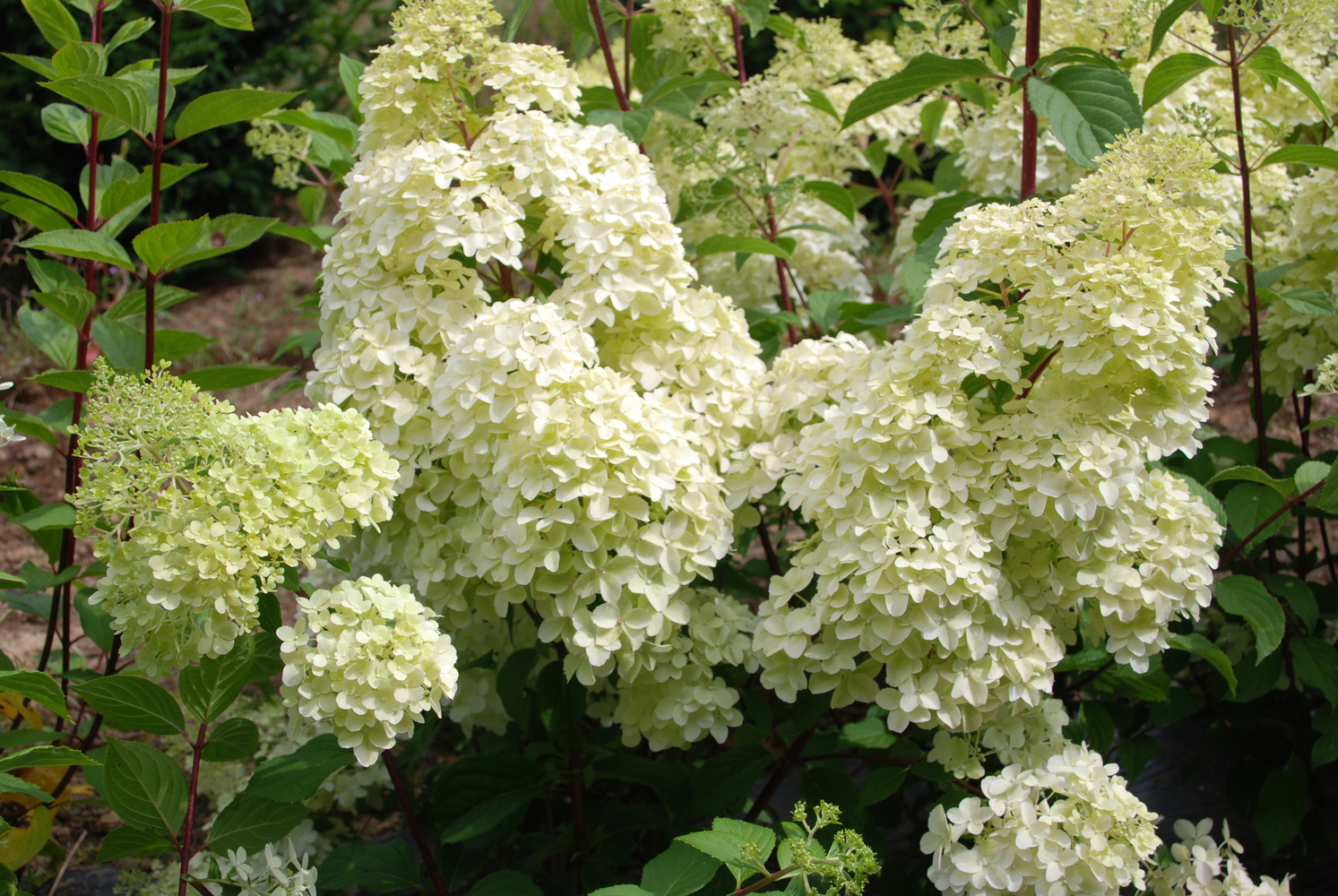 Превью изображения