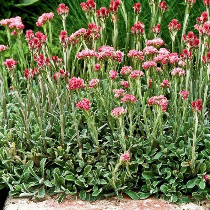 Превью изображения