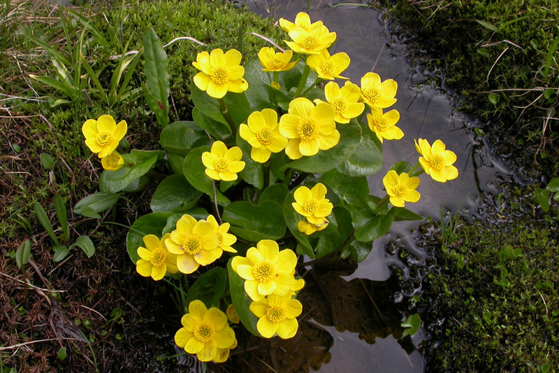 Превью изображения