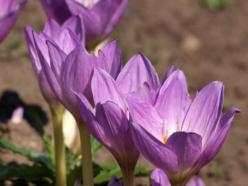 Превью изображения