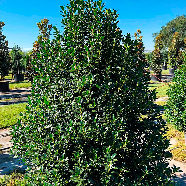 Превью изображения