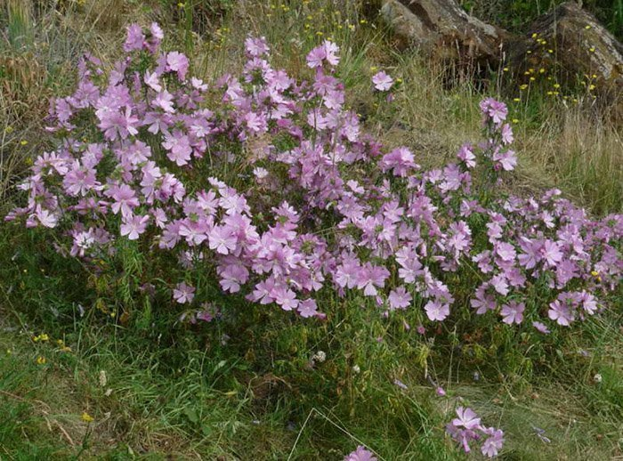 Превью изображения