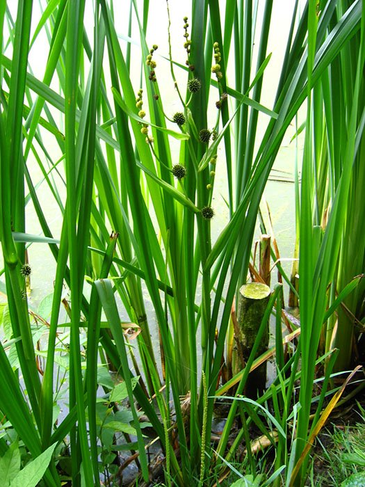 Превью изображения