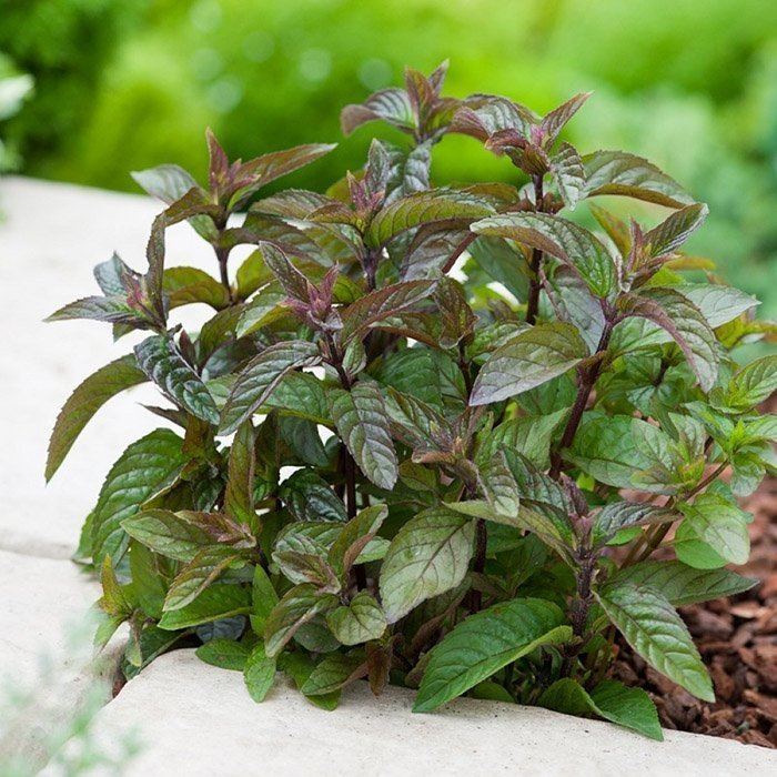 Превью изображения