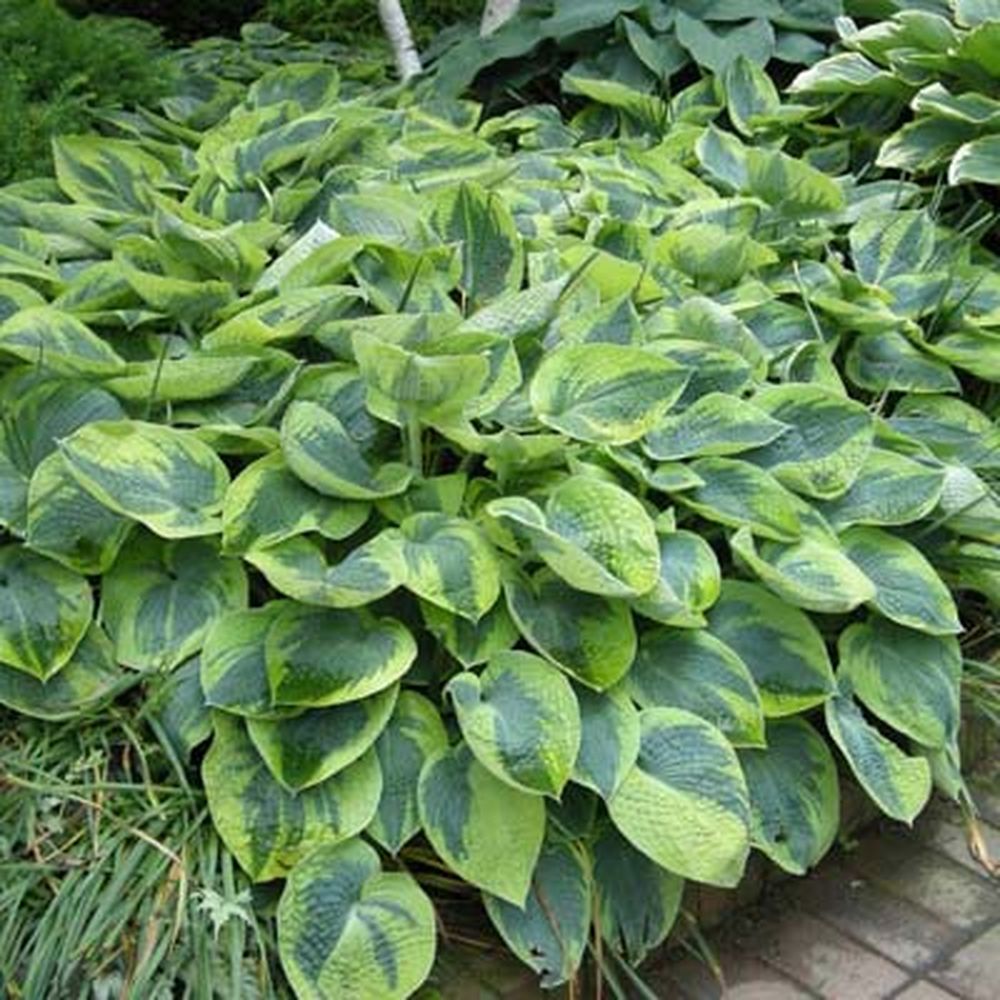 Превью изображения