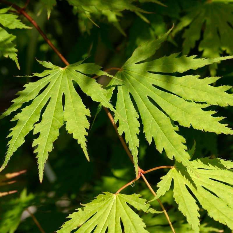 Превью изображения