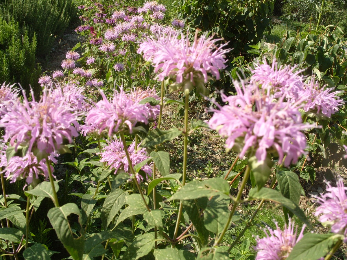 Превью изображения