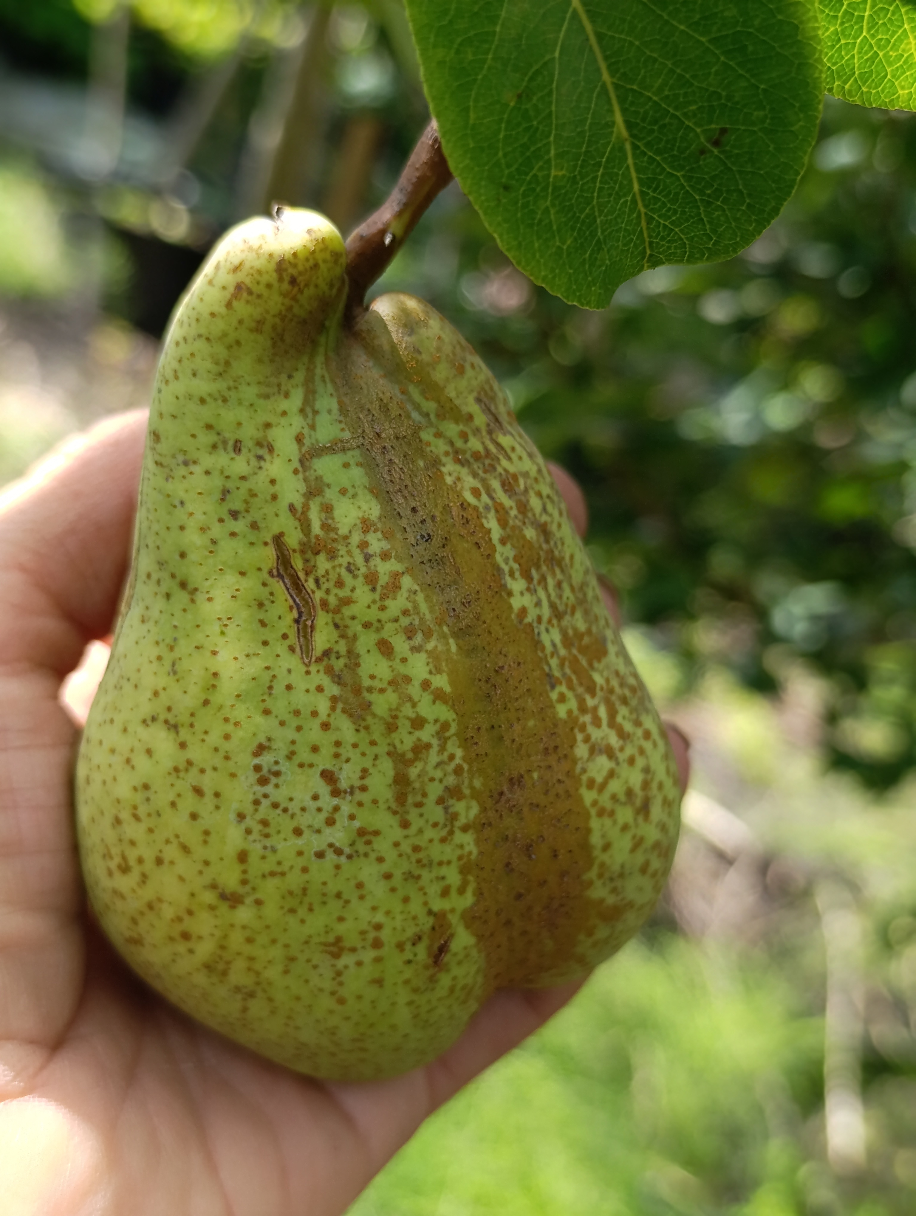 Превью изображения