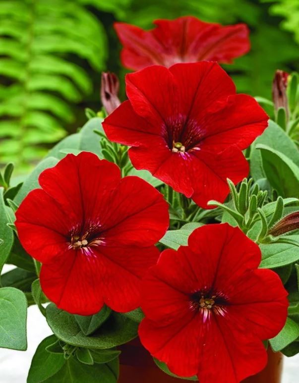 Превью изображения