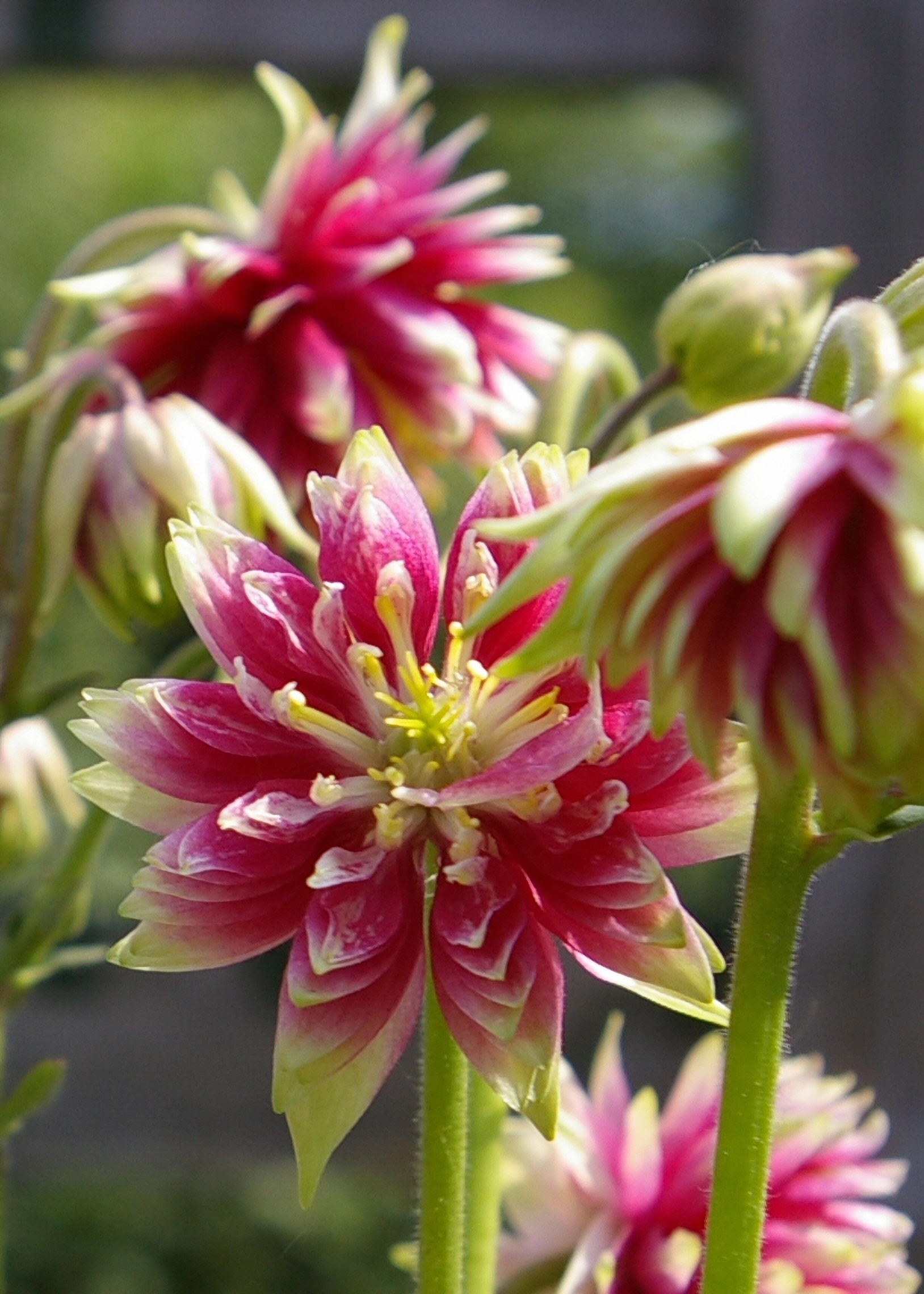 Превью изображения