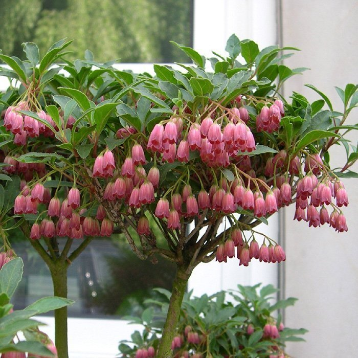 Превью изображения