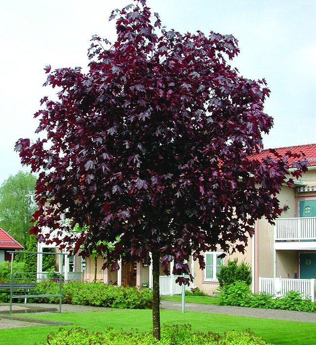 Превью изображения