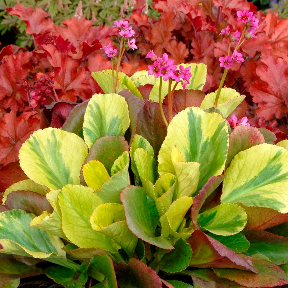 Превью изображения