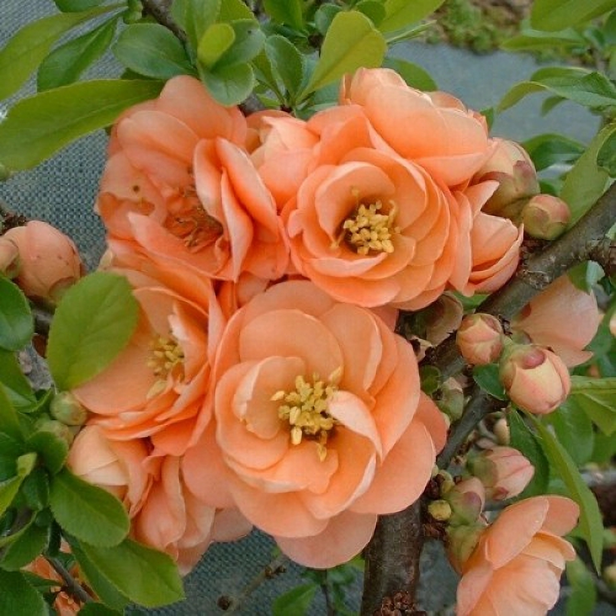 Превью изображения