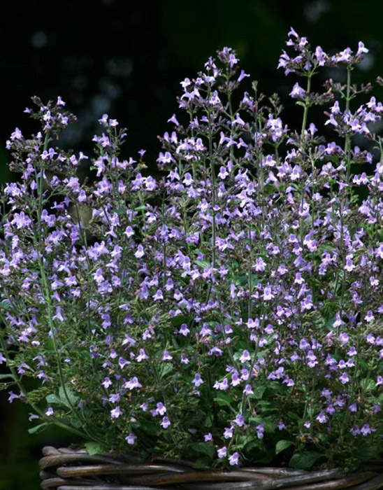 Превью изображения