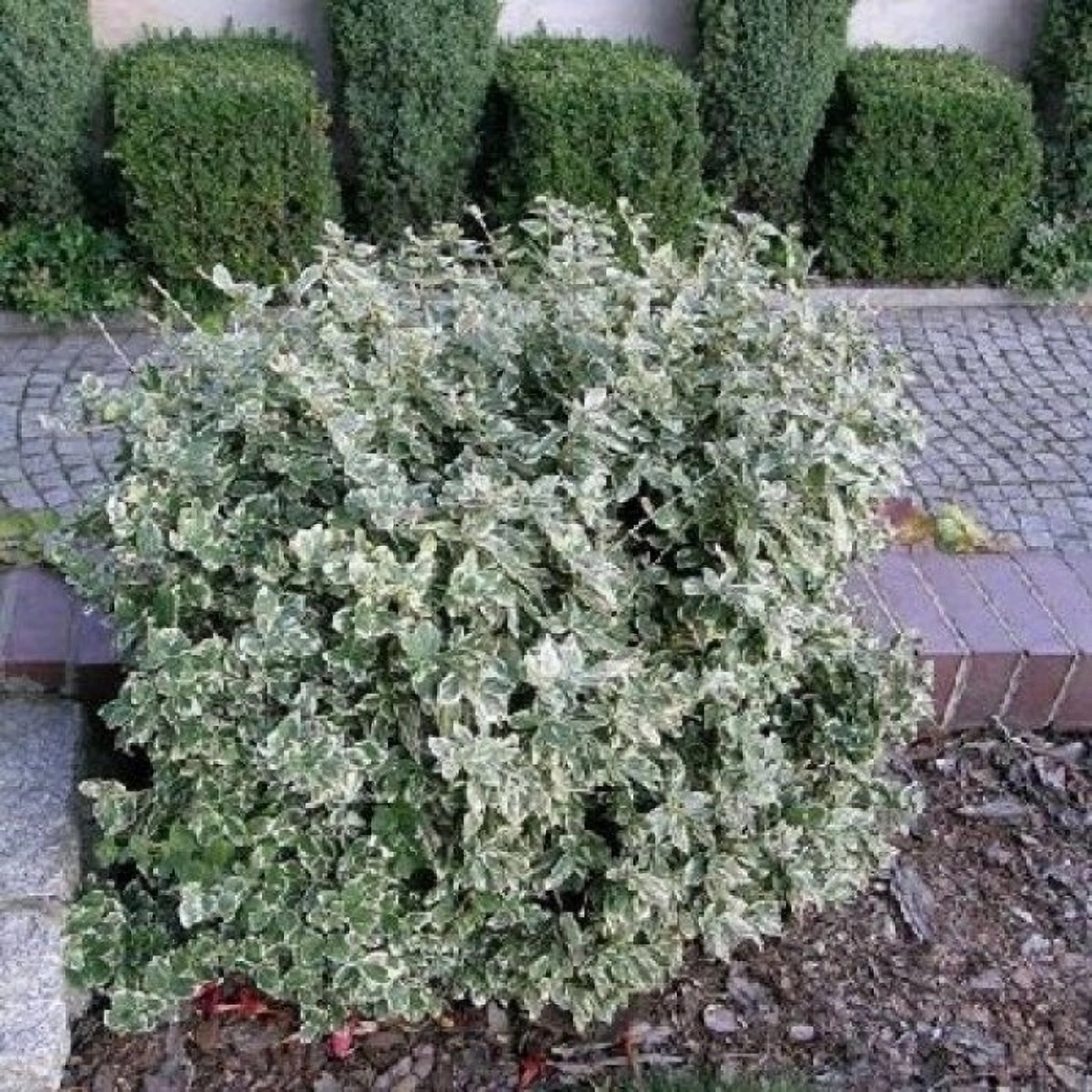 Превью изображения