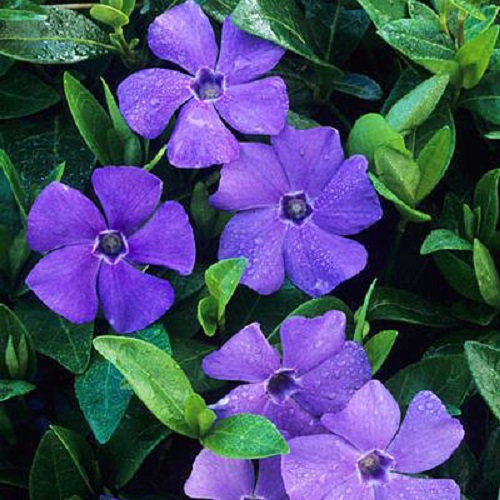 Превью изображения