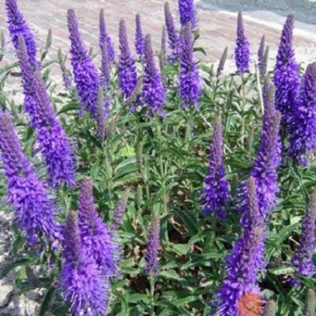 Превью изображения