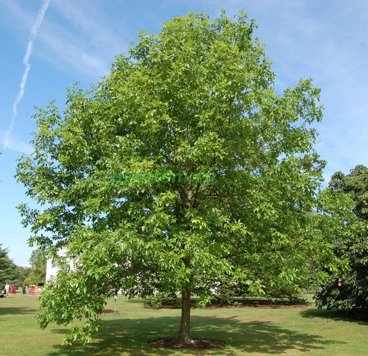 Превью изображения
