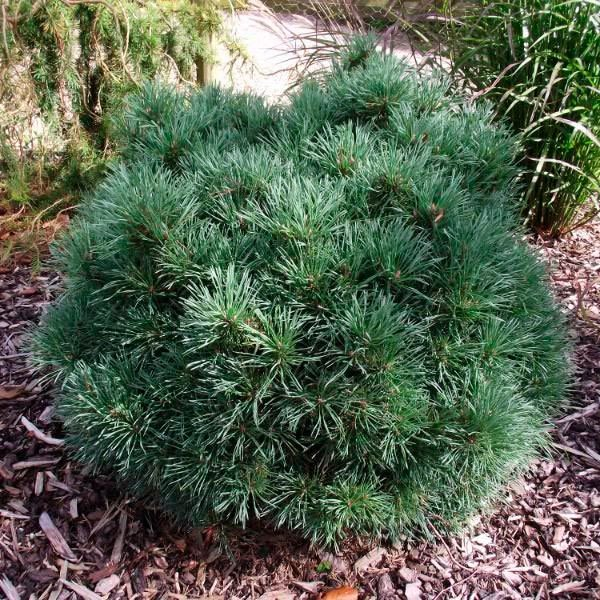 Превью изображения