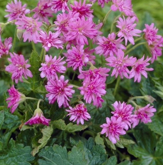 Превью изображения