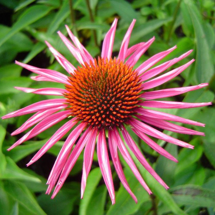 Превью изображения